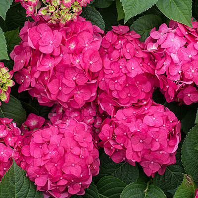 Hydrangea m. 'ES Summer Crush'