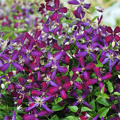 Clematis 'Sweet Summer Love'