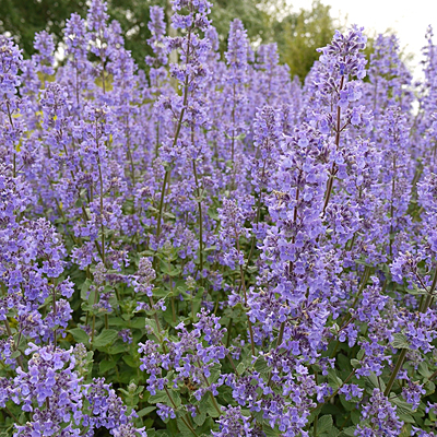 Nepeta grandiflora 'Summer Magic'