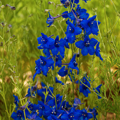 Delphinium g. 'Summer Nights'