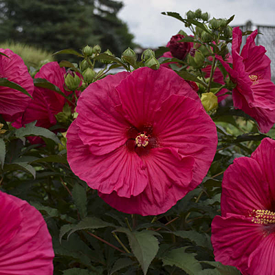 Hibiscus 'Summer in Paradise'