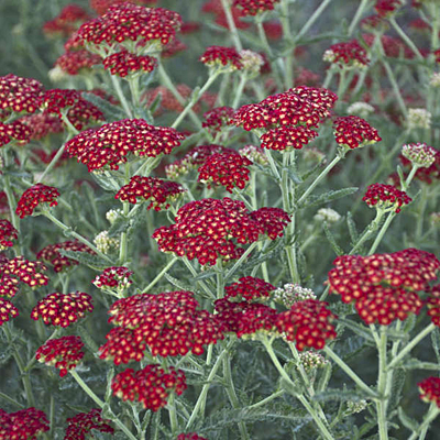 Achillea x 'Sassy Summer Sangria'