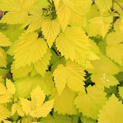 Humulus lupulus 'Summer Shandy'