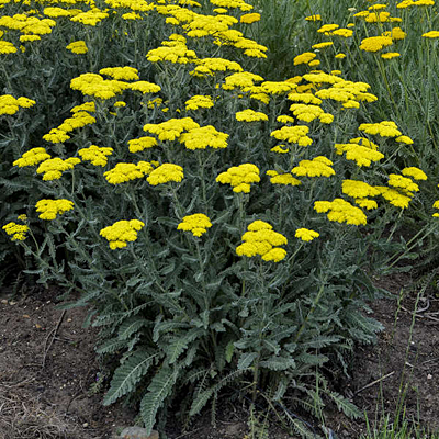 Achillea x 'Sassy Summer Silver'