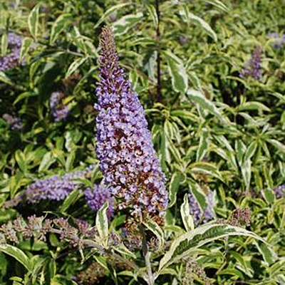 Buddleia d. 'Summer Skies'