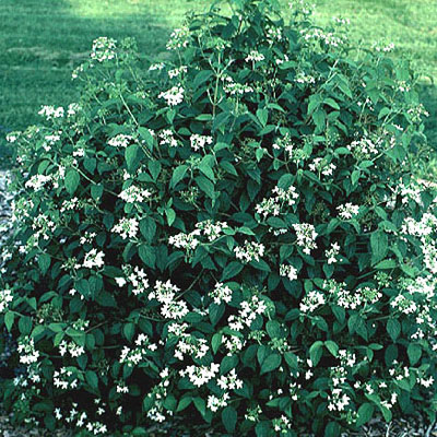 Viburnum plic. var. tom. 'Summer Snowflake'
