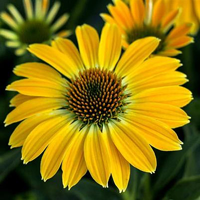 Echinacea p. 'Sombrero Summer Solstice'