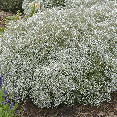 Gypsophila p. 'Summer Sparkles'