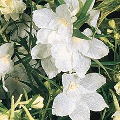 Delphinium g. 'Summer Stars'