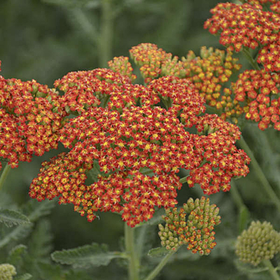 Achillea x 'Sassy Summer Sunset'