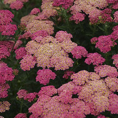 Achillea x 'Sassy Summer Taffy'