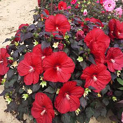 Hibiscus 'Summerific Holy Grail'