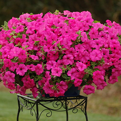 Petunia 'Supertunia Surfinia Sumo Pink'