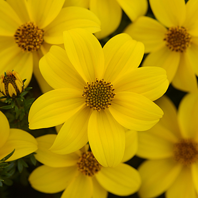 Bidens 'Sun Drop Compact'