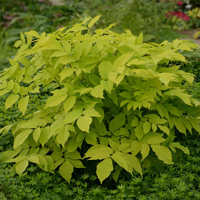 Aralia cordata 'Sun King'