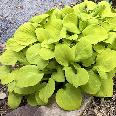 Hosta 'Sun Mouse'