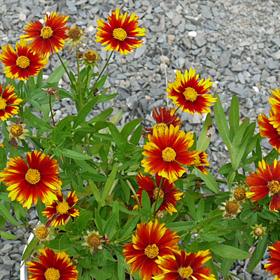 Coreopsis x 'Lil Bang Sun Splash'