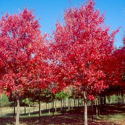 Acer rub. 'Sun Valley'