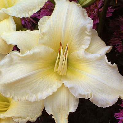 Hemerocallis 'Sunday Gloves'
