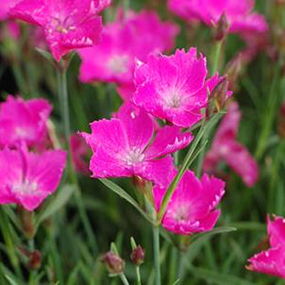 Dianthus x 'Sunflor Kahori'