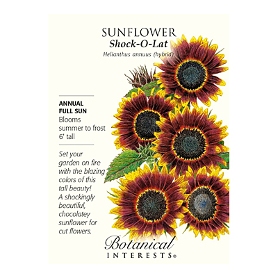 Seeds - BI Sunflower Shock-O-Lat