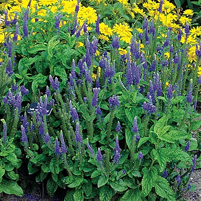 Veronica x 'Sunny Border Blue'