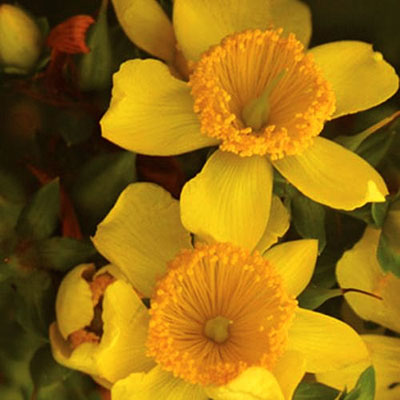 Hypericum k. 'Sunny Boulevard'