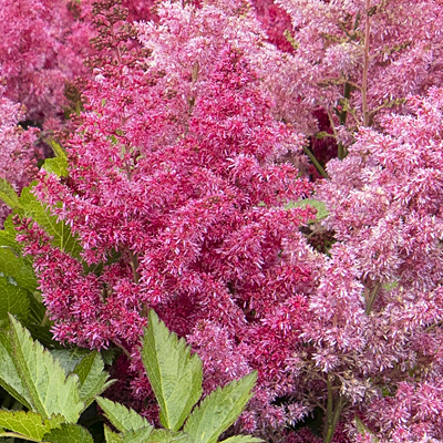Astilbe a. 'Sunny Day'