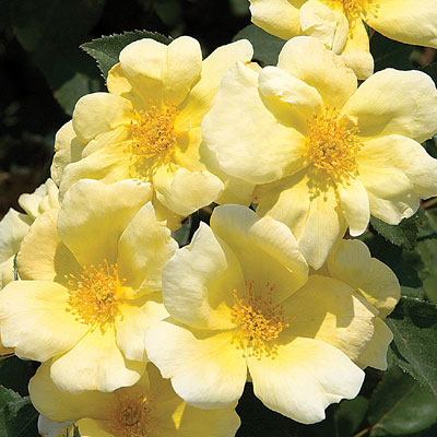 Rosa 'Sunny Knock Out'