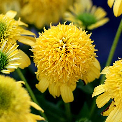 Echinacea x 'Sunny Days Lemon'