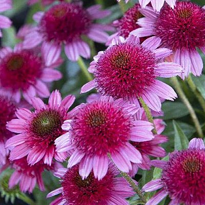 Echinacea x 'Sunny Days Ruby'