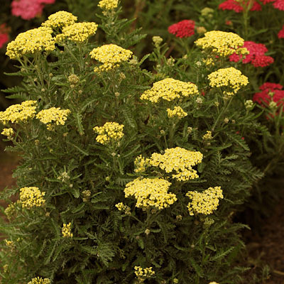 Achillea m. 'Sunny Seduction'