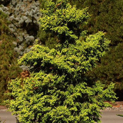 Chamaecyparis o. 'Sunny Swirl'