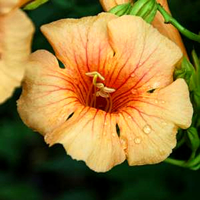 Campsis x 'Summer Jazz Sunrise Gold'