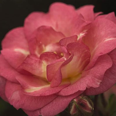 Rosa Garden Path 'Sunrise Sunset'