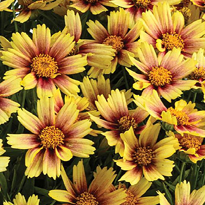 Coreopsis g. 'Solanna Sunset Burst'