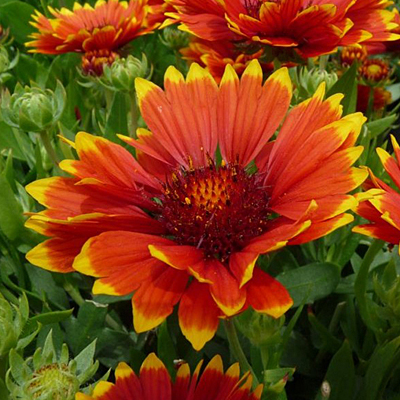 Gaillardia x g. 'Sunset Flash'
