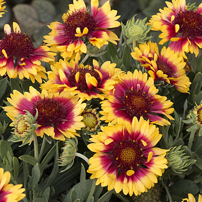 Gaillardia x g. 'Sunset Snappy'