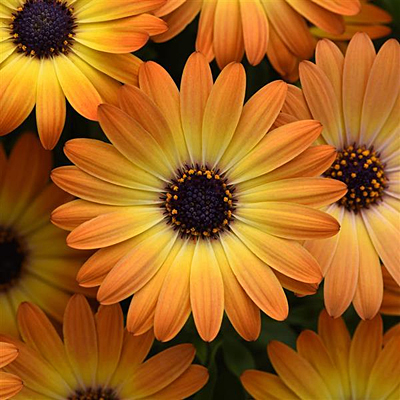 Osteospermum 'Sunshine Beauty'