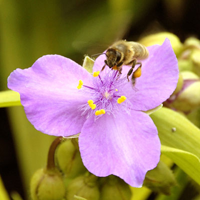 Tradescantia a. 'Sunshine Charm'