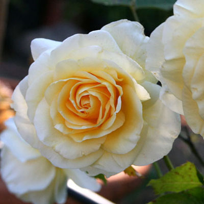 Rosa 'Sunshine Daydream'
