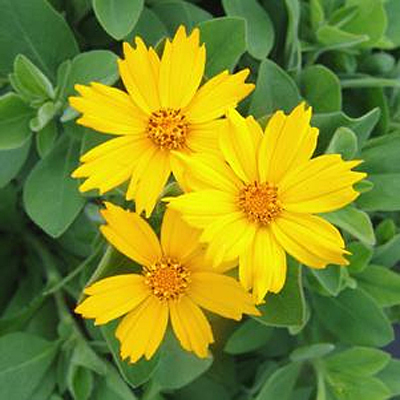 Coreopsis p. 'Sunshine Superman'