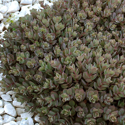 Sedum x 'Dazzleberry'