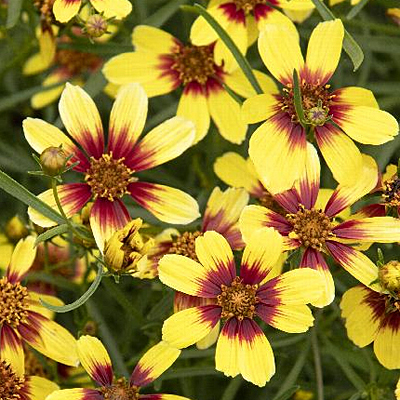 Coreopsis v. 'Sunstar Gold'
