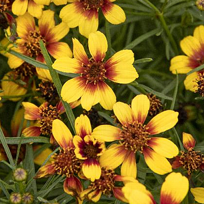 Coreopsis v. 'Sunstar Orange'
