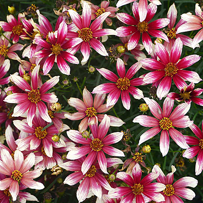 Coreopsis v. 'Sunstar Rose'