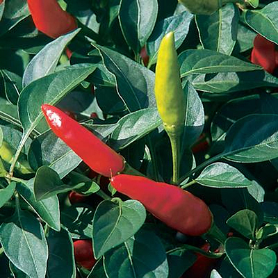 Pepper 'Super Chile'