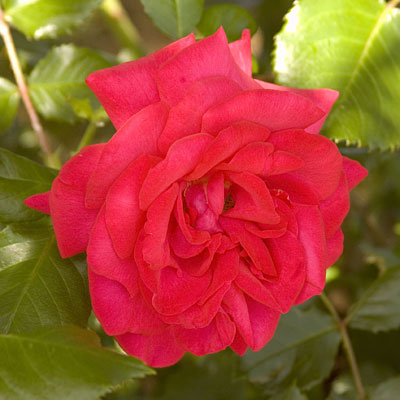 Rosa 'Super Hero'