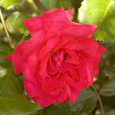 Rosa Garden Art 'Super Hero'