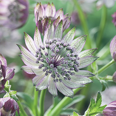Astrantia major 'Super Star'